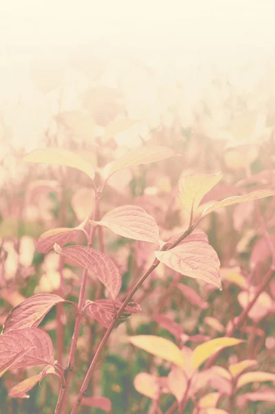 Miękkie jesień tło z liści — Zdjęcie stockowe