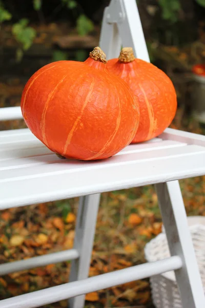 Herbstfrüchte im Garten — Stockfoto