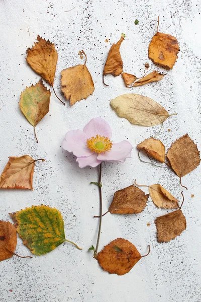 Autumnal white background with dry leaves and a flower — Stock Photo, Image