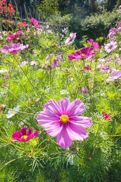 Bonito jardim de verão paisagístico, cosmos, flores — Fotografia de Stock
