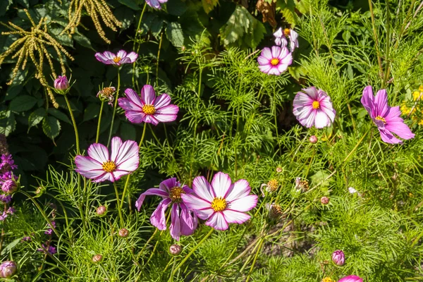 Bellissimo giardino estivo paesaggistico, cosmo, fiori — Foto Stock
