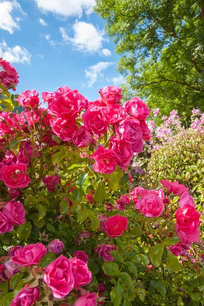 Rózsaszín rózsák, a garden of eden-ben — Stock Fotó
