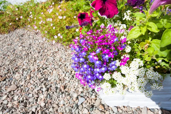 Lindas flores de lobelia fora de uma casa — Fotografia de Stock