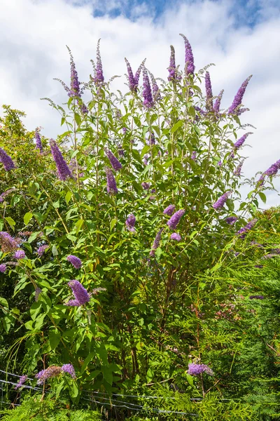 Butterfly bush, violett fjäril bush, Flenörtsväxter davidii, buddleia davidii — Stockfoto