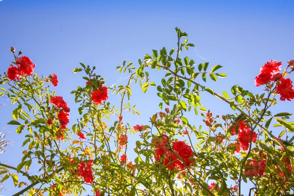 Κόκκινο, αναρριμένος στα τριαντάφυλλα μπλε ουρανό — Φωτογραφία Αρχείου