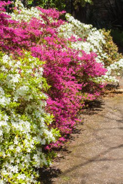 Pembe ve beyaz açelya çiçeği