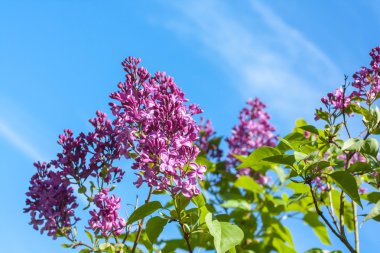 Bahar Eflatun çiçekli dal