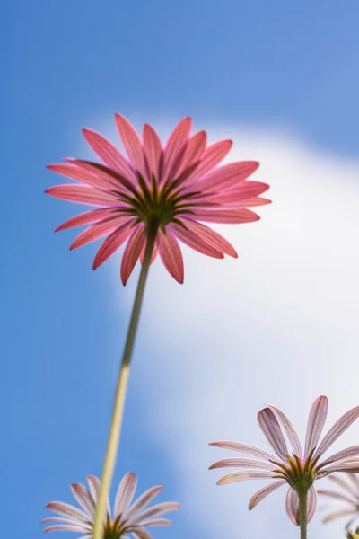 Kwiaty fioletowe daisy przeciw błękitne niebo — Zdjęcie stockowe