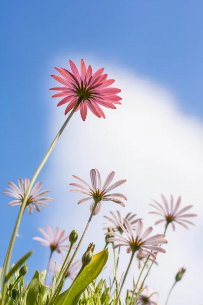 Osteospermum różowe i białe kwiaty — Zdjęcie stockowe