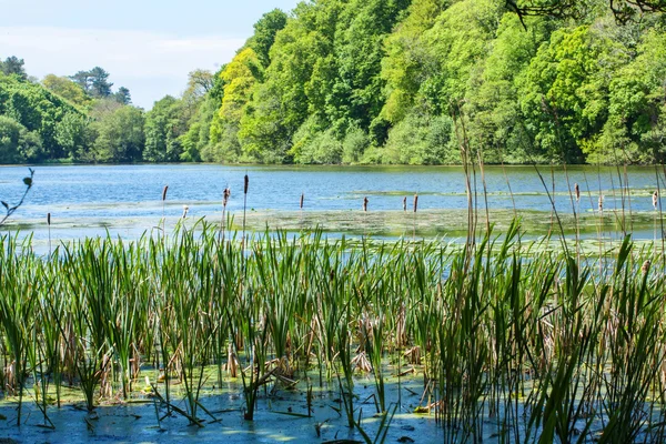 Typha latifolia, bulrush in the lake — Stock Photo, Image