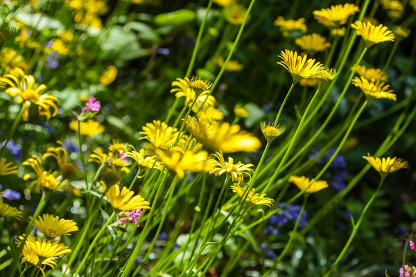 Weide van gele bloemen — Stockfoto