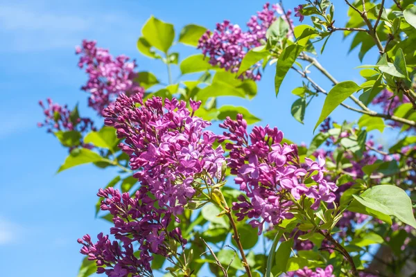 A branch with Spring lilac flowers — Stock Photo, Image