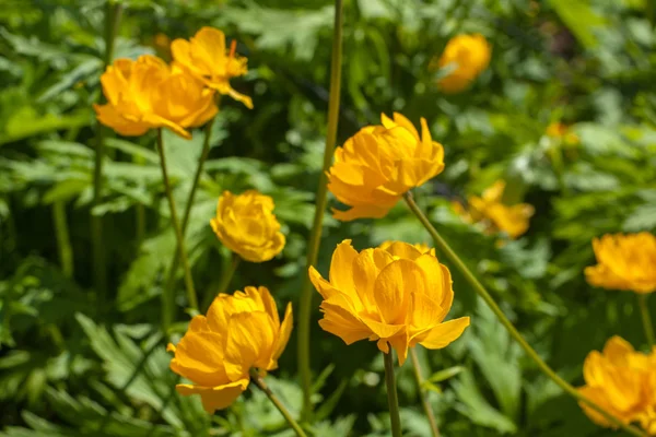 Gula blommor — Stockfoto