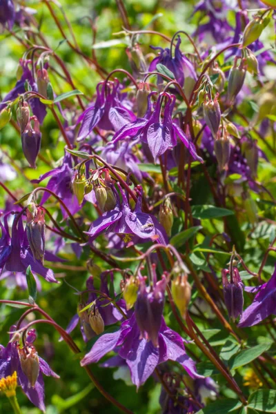 Dunkelviolette Glocken Blumen — Stockfoto