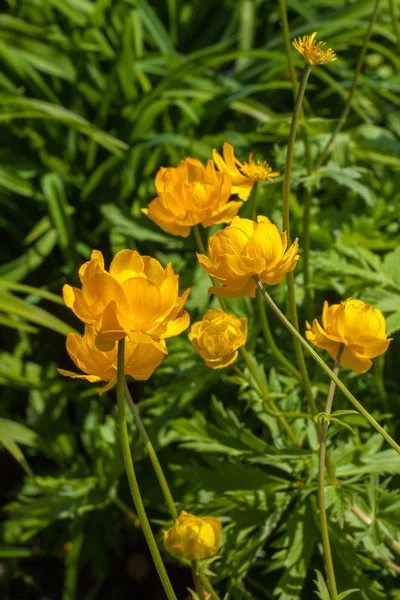 Yellow flowers — Stock Photo, Image