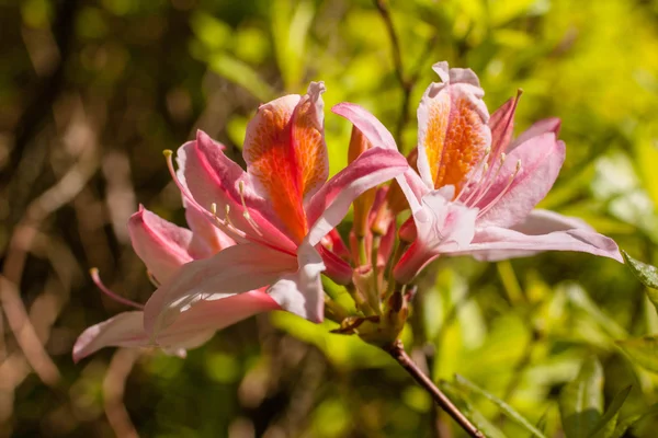 Krásný Růžový rododendron květiny — Stock fotografie