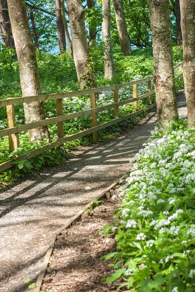 Bahar yeşil bir parkta ahşap yürüyüş yolu — Stok fotoğraf