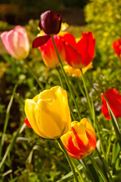 En gren med lila vårblommor — Stockfoto