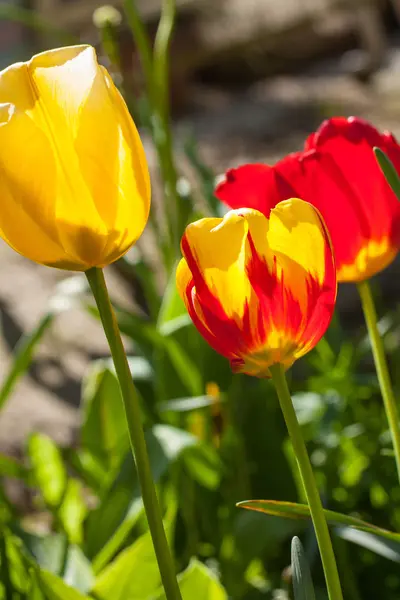 春のライラックの花と枝 — ストック写真