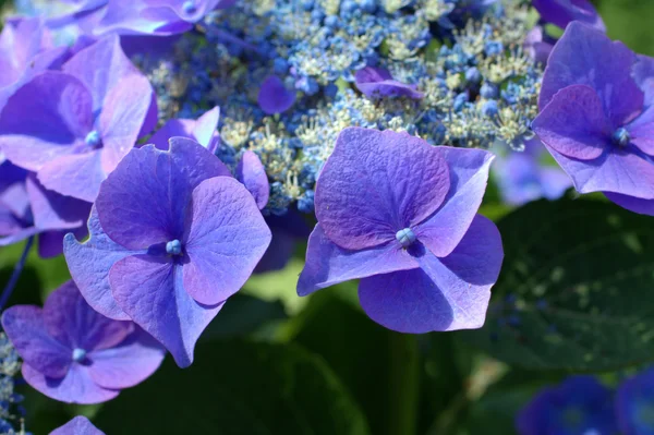 Blauwe hortensia — Stockfoto