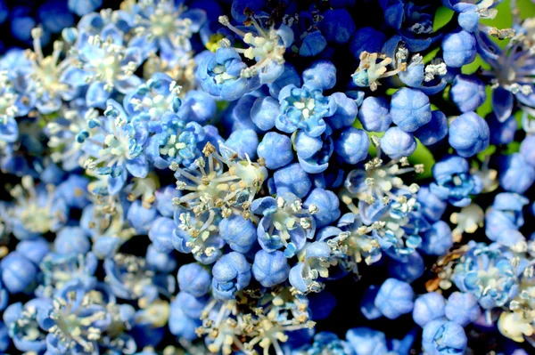 Blue hydrangea — Stock Photo, Image