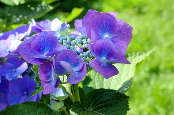 Hortênsia azul — Fotografia de Stock