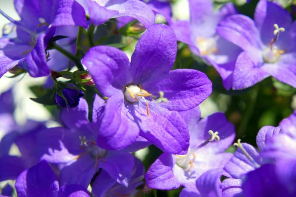 Bellflower, harangvirág — Stock Fotó