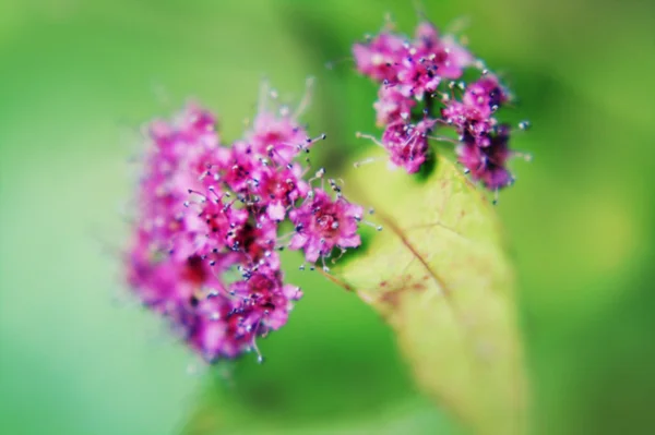 ピンクの花マクロ、vintgage スタイル — ストック写真