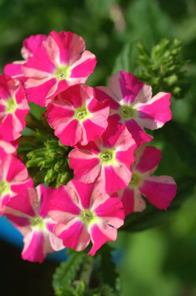 Röda och vita verbena blommor i en trädgård — Stockfoto