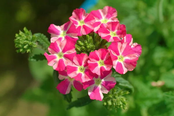 Kırmızı ve beyaz verbena Çiçek Bahçe — Stok fotoğraf