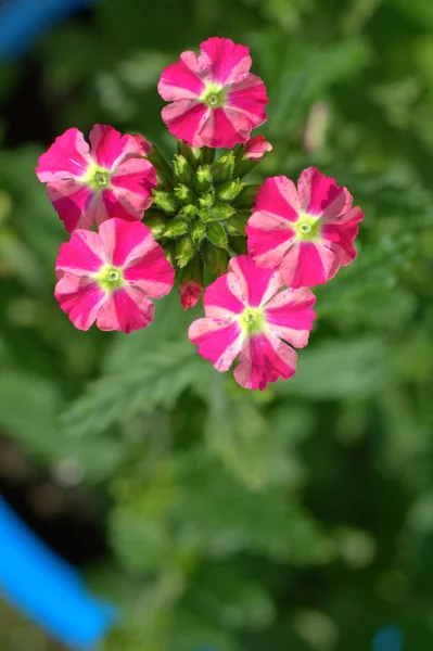 Rode en witte verbena bloemen in een tuin — Stockfoto