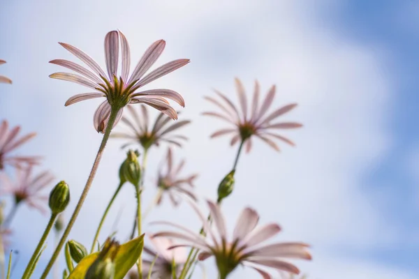 Osteospermum różowe kwiaty — Zdjęcie stockowe