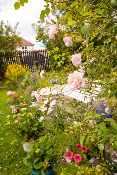 Rose rampicanti in giardino — Foto Stock