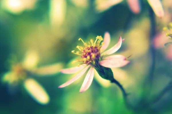 Makro piękne kwiaty w stylu retro — Zdjęcie stockowe