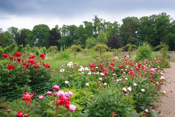 Peonies κήπο — Φωτογραφία Αρχείου