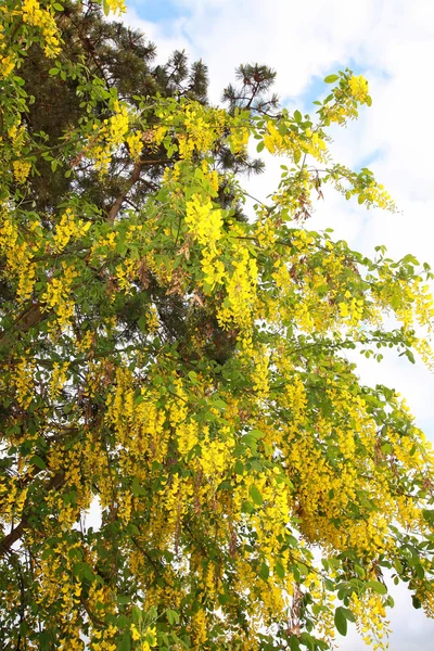 Amarelo dourado ramos floridos perfumados da árvore de chuva dourada — Fotografia de Stock