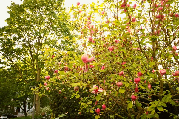 Bella magnolia rami d'albero — Foto Stock