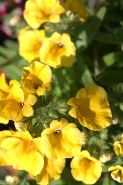 Sarı nemesia çiçek yakın çekim 