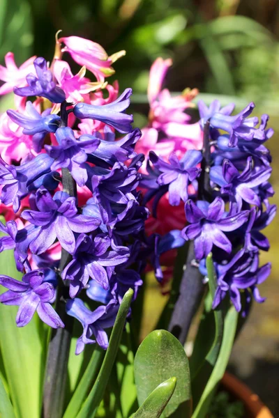 Blue hyacinth flowers — Stock Photo, Image