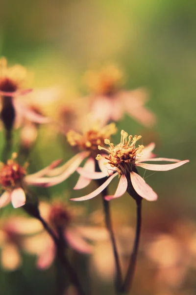 Hermosas flores macro en estilo retro —  Fotos de Stock