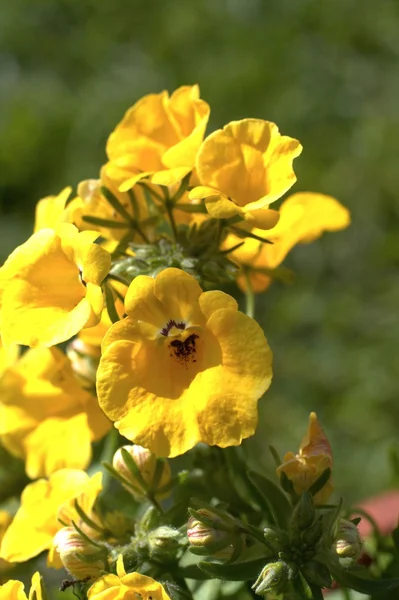 Gelbe Nemesia-Blüten aus nächster Nähe — Stockfoto