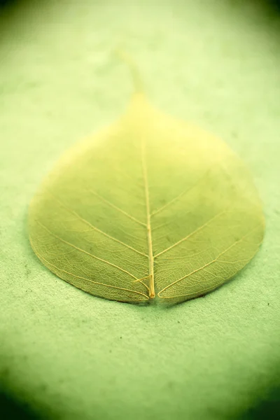 Soft leaf grungy background — Stock Photo, Image