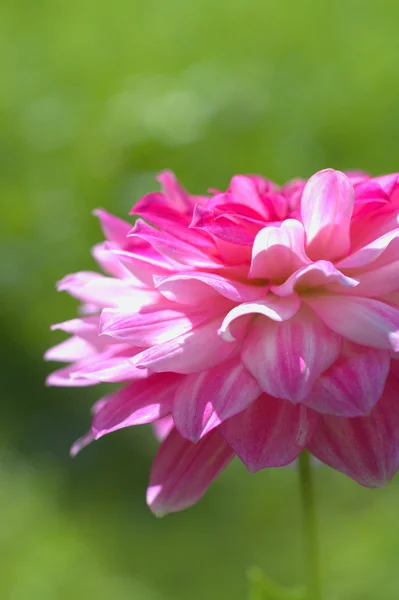 Όμορφη Ντάλια λουλούδια στον κήπο — Φωτογραφία Αρχείου