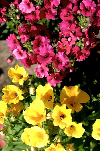 Gul och rosa nemesia blommor närbild — Stockfoto