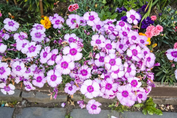 Krásné květinové výzdobě mimo dům, růžový karafiát fl — Stock fotografie