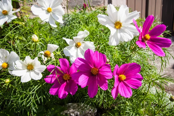 Fiori cosmo rosa e bianchi da vicino — Foto Stock