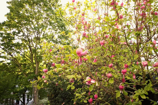 Rami di magnolia in fiore, stile vintage — Foto Stock