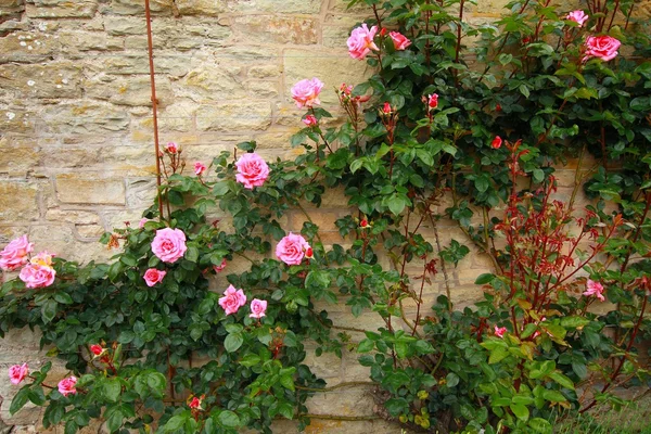 Roze klimrozen op de muur — Stockfoto