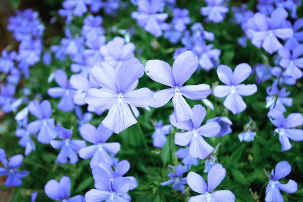 Beautiful violets meadow, close up — Stock Photo, Image