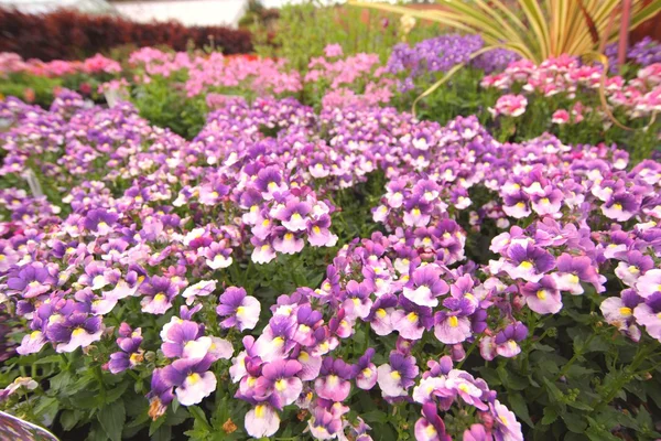 Veilchen- und rosafarbene Nemesia-Blüten aus nächster Nähe — Stockfoto